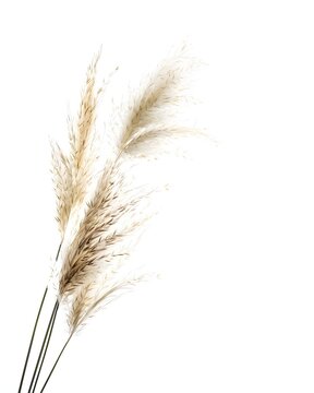 Tall ornamental grass stem with feathery top isolated on white background 