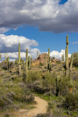 Obraz premium Vertical Ratio Desert Landscape Along Hiking Trail In Scottsdale Arizona 