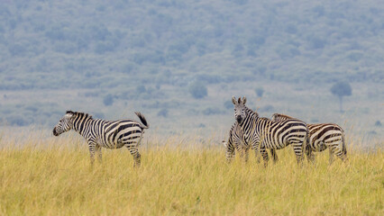 Naklejka premium Zebra in Masai Mara National Park in East Africa Kenya KEN