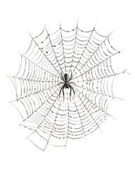 Obraz premium Triangular spider web with strong defined center isolated on white background 