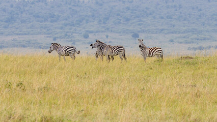 Naklejka premium Zebra stallion braying with his herd of Plains Zebra in Masai Mara National Park in East Africa Kenya KEN