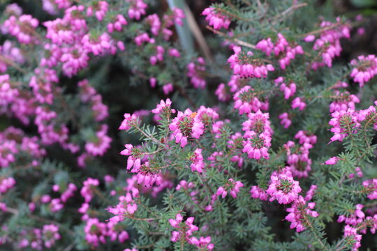 Winter heath, Bruyere carnee, Schneeheide, Erica carnicina, Brezo de invierno, Erica carnea 'Springwood Pink', Ericaceae