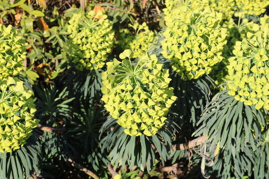 Wulfen Spurge, Euphorbia characias ssp wulfenii, Euphorbiaceae