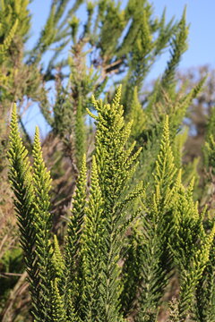 Pichi pichi, False Heath, Fabiana imbricata, Solanaceae