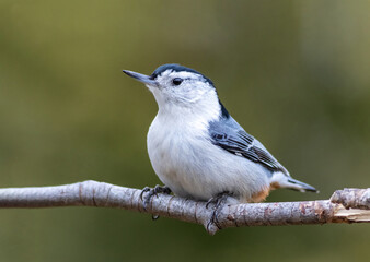 Obraz premium White-breasted Nuthatch, Sitta carolinensis, perfectly perched on a late afternoon in early Spring with soft bokeh background
