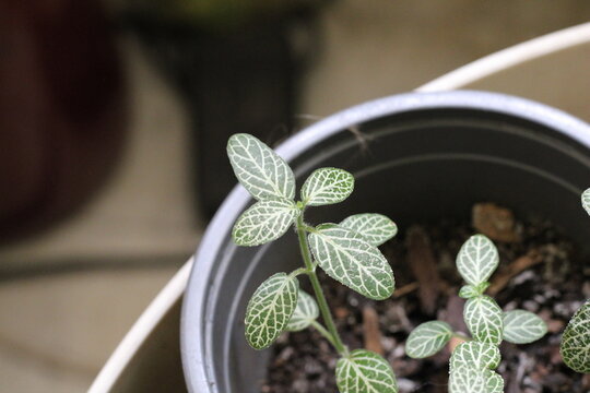 Nerveplant, Mosaic Plant, Fittonia albivenis 'Nana', Acanthaceae