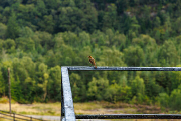 Fototapeta premium Robin at the ruins of Hafna Lead mine Gwydir Forest Betws Y Coed