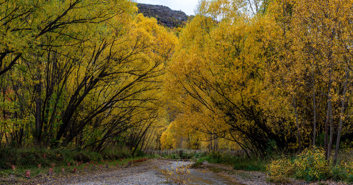 Autumn in Arrowtown