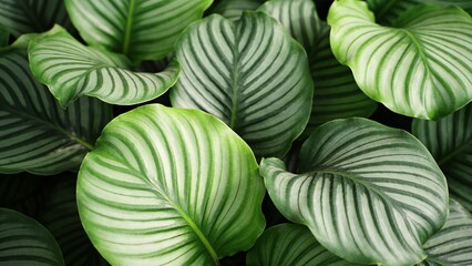 Obraz premium Close-up view of vibrant green leaves with distinctive striped patterns, showcasing natural beauty and intricate foliage details.