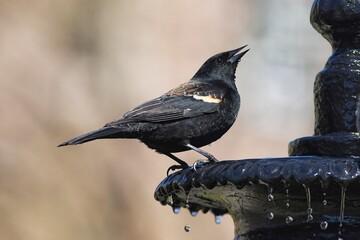 The red-winged blackbird (Agelaius phoeniceus) is a passerine bird of the family Icteridae found in most of North America and much of Central America.  © Mariusz