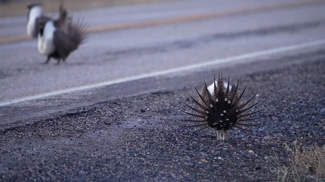 Greater Sage Grouse lek, as male strut across the road in Utah.