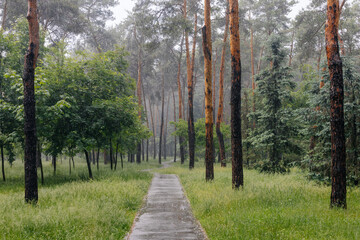 Obraz premium Beautiful spring park alley in Kyiv in rainy werather