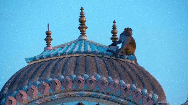Monkeys are sitting on the roofs of the temples early in the morning at sunrise in the city of Pushkar, India, one of the sacred pilgrimage sites in Hinduism. View through sparkling particles