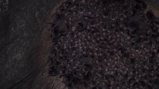 Colony of bats clustered on cave roof in dark natural habitat