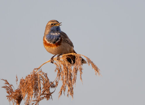 Bluethroat on reed stem