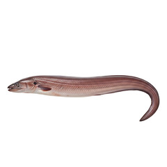 Naklejka premium Elusive Eel: A sleek eel, its sinuous form captures the viewer's attention. with streamlined body, it moves with fluid grace. This underwater creature displays the wonders of aquatic life.