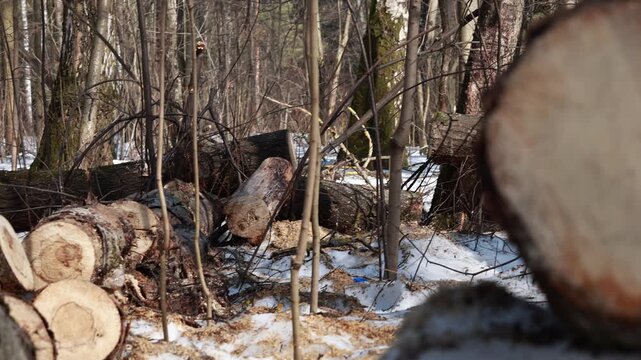 Row of freshly cut tree logs lying in snowy winter forest