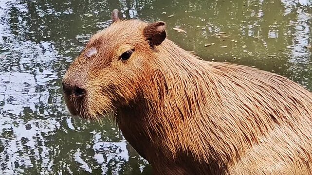 a large, semi-aquatic capybara with shaggy, light brown fur standing calmly in shallow, murky water as it blinks and looks off to the side in a natural outdoor enclosure.