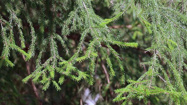 Detailed view of fresh green spruce tree branches in forest