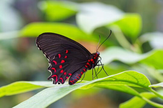 Parides photinus, the pink spotted cattleheart butterfly, Papilionidae family sitting on green leaf in garden background. Butterfly with black and red wings close up, macro.