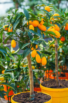Potted Nagami kumquat tree, Citrus japonica with small orange fruits growing in nursery garden center. Decorative citrus plant cultivated for indoor gardening, greenhouse and ornamental horticulture.