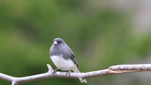 Dark eyed junco on branch looks around cautiously and flies down
