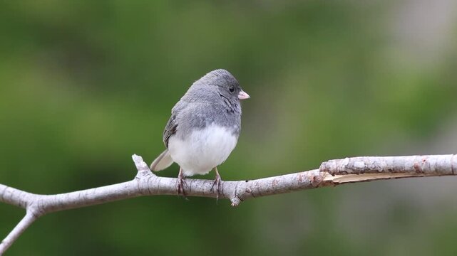 Dark eyed junco on branch looking around flies down 