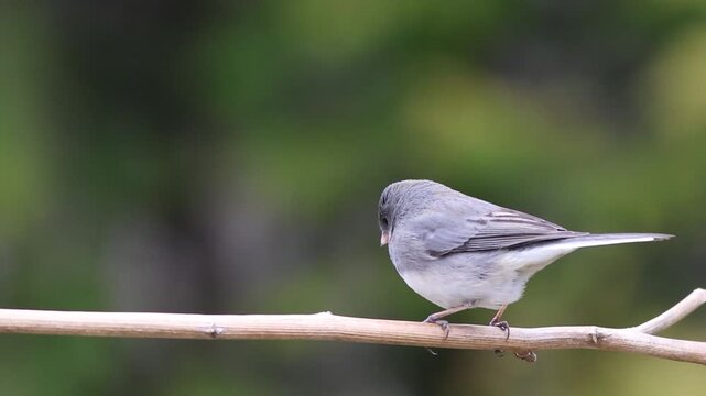Dark eyed junco on branch looks turns around several times and flies down