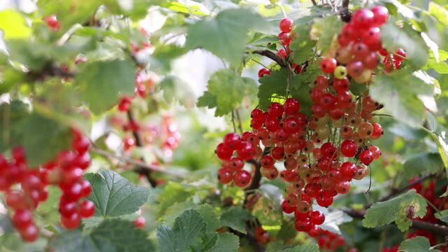 Slider shot of ripe red currants swaying on summer bush