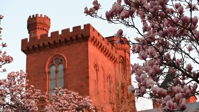 Magnolia flowers with blurred Smithsonian Castle background at Moongate Garden