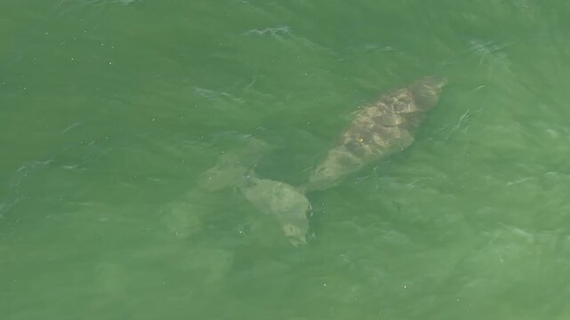 Aerial view of dugongs swimming in shallow green coastal water