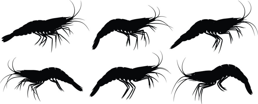 Krill silhouette vector set. Detailed marine crustacean collection with antenna and segmented bodies. Black ocean wildlife illustrations for underwater ecosystem and biology design.