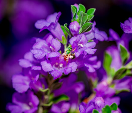 A sweat bee collects pollen from a Texas Sage bush near Phoenix Arizona
