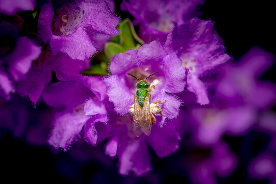 A sweat bee collects pollen from a Texas Sage bush near Phoenix Arizona