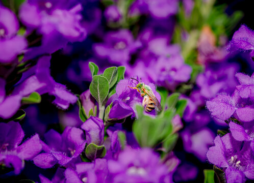 A honey bee collects pollen from a Texas Sage bush near Phoenix Arizona