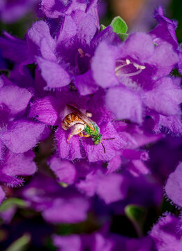 A sweat bee collects pollen from a Texas Sage bush near Phoenix Arizona