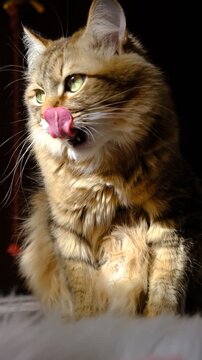 Funny tabby cat licking, cleaning, washing. Enjoying morning sunlight. Humor. Beloved pets. Fluffy kitten, mixed breed