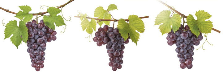 Fototapeta premium Ripe grapes hanging with leaves on vine branch isolated on white background, Vitis vinifera hanging grape bunch with foliage vineyard fruit isolated clipping path studio fruit image