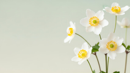 Obraz premium Anemone White Flowers with Vibrant Yellow Centers Blooming Delicately Against a Soft Light Green Background
