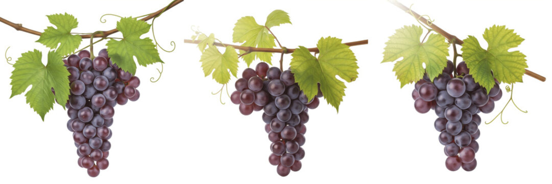 Ripe grapes hanging with leaves on vine branch isolated on white background, Vitis vinifera hanging grape bunch with foliage vineyard fruit isolated clipping path studio fruit image