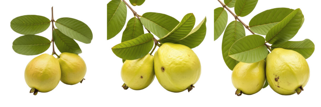 Ripe guava pair with leaves on branch isolated on white background, Psidium guajava two guavas with stems tropical fruit isolated clipping path studio fruit image clean background