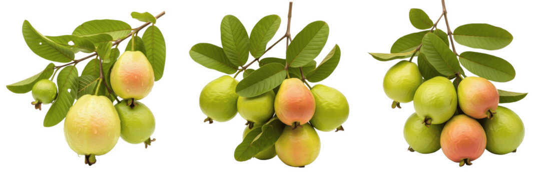 Fresh guava fruits hanging from leafy twig isolated on white background, Psidium guajava hanging guavas with foliage tropical fruit isolated clipping path studio fruit image clean background