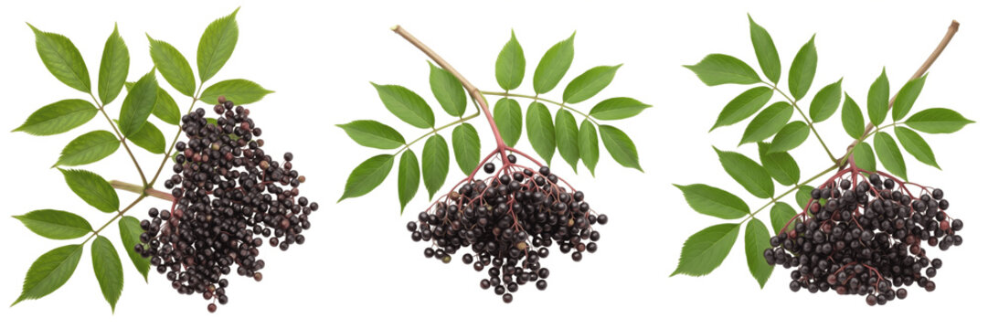 Elderberry cluster with compound leaves on a branch isolated on white background, Sambucus nigra elderberry berry fruit isolated clipping path studio fruit image clean background