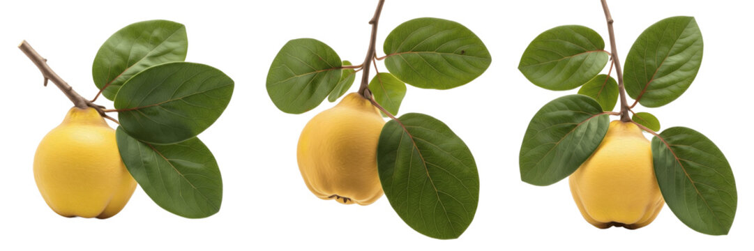 Langsat fruits with tropical leaves on a branch isolated on white background, Lansium parasiticum langsat fruit isolated clipping path studio fruit image clean background