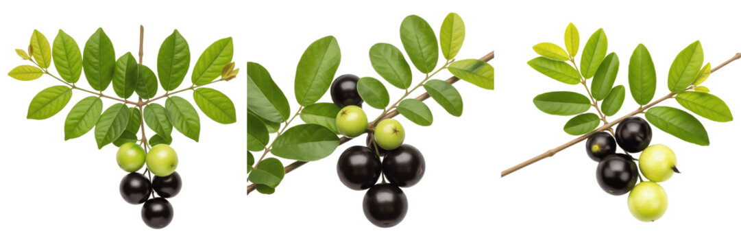 Nance fruits with small tropical leaves on a branch isolated on white background, Byrsonima crassifolia nance fruit tropical berry isolated clipping path studio fruit image clean background