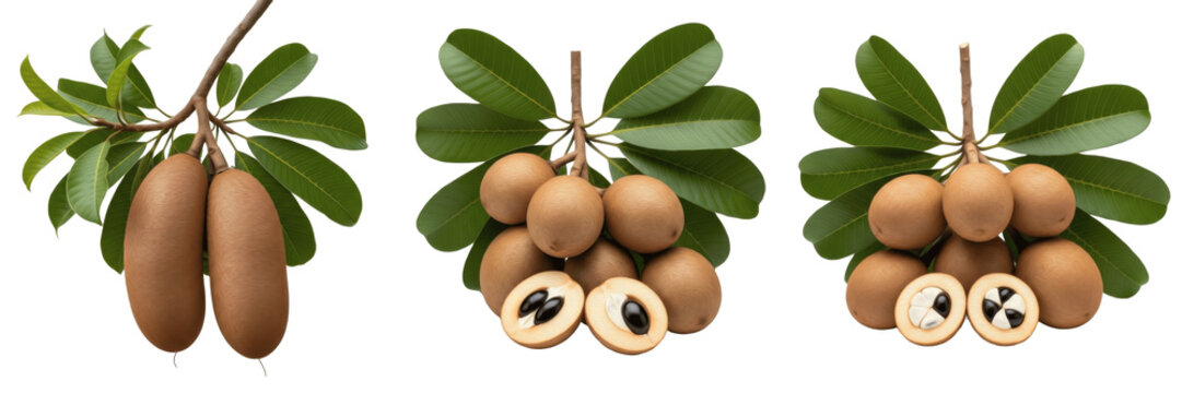 Monkey orange fruit with forest leaves on a branch isolated on white background, Strychnos spinosa monkey orange wild fruit isolated clipping path studio fruit image clean background