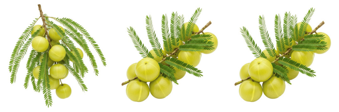 Silverberry fruits (Elaeagnus commutata) with silvery leaves on branch isolated on white background, silver berry oleaster fruit cluster wild edible fruit