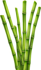 Obraz premium Green bamboo stalks for sustainable wood, isolated graphic