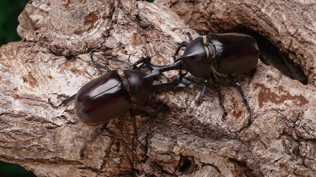 カブトムシのオス同士のケンカの4Kスローモーション動画　4K 120fpsを30fpsに編集