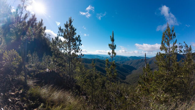 Bosque de la monta&ntilde;a 